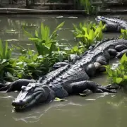 中国哪些地方有鳄鱼？