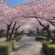 有哪些著名的景点可以在春季观赏樱花盛开时特别美丽迷人？