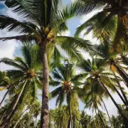 你知道在非洲哪个国家有很多椰子树吗？