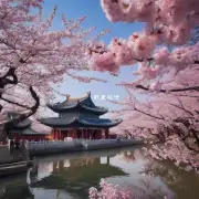 中国有哪些城市可以欣赏到美丽的樱花？