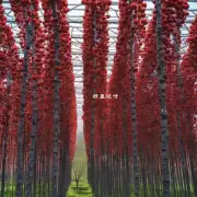 去华强北科技园会不会看到樱桃林景观？
