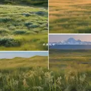 北美洲上的草原有多少种不同的类型？每种类型有什么不同之处以及对当地生态系统的影响是什么？