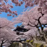 日本有哪些地方可以欣赏到美丽的樱花？