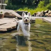有哪些适合小型犬儿和大型犬一起参加的泳池或河流等水域环境呢？