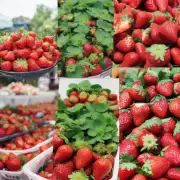 哪些景点提供摘草莓活动或服务呢？
