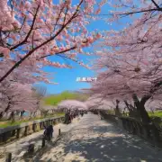 有没有在郫都区周边地区可以欣赏到春日里美丽的樱花？