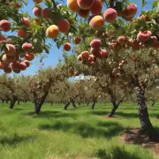 有哪些种植着优质桃树的小区或者社区能够提供给市民免费或是低价收割并销售桃子的机会吗？