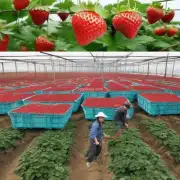 常州有哪些地方可以采摘到新鲜的草莓？