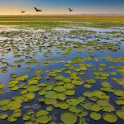 在中国的大部分省里都有很多不同类型的湿地资源包括河流三角洲沼泽地带等等你认为为什么青海省会成为世界上重要的鸟类迁徙通道并拥有如此丰富的鸟类多样性？