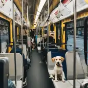 有没有公共交通工具会接纳带上狗狗乘坐的机会？