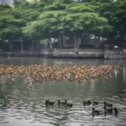 在广州地区哪个区域有最集中数量最多的男性鸭子？