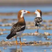 你知道青海湖上有多少种不同的鸟类物种吗？它们分别属于哪一类群？