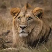 据说有研究显示狮子是世界上最聪明的一种动物之一真的吗？