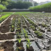 在深圳哪个地区最集中种植了鸭苗？