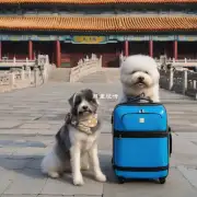 中国有哪些地方可以带狗狗旅行？