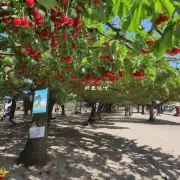 大梅沙海滨公园里有没有可以摘樱桃的地方？