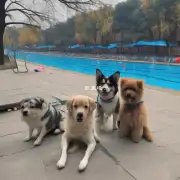 在 北京市有无带狗去游泳场所吗？