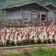 江干区有多少家养鸡场？
