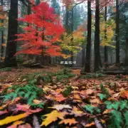 虎山公园中最大的枫叶是什么颜色?