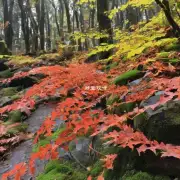 虎山公园中的枫叶最适合什么季节观赏?