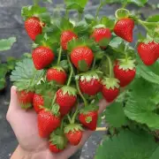 有没有关于如何挑选好品质的绵阳草莓的文章?