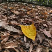 虎山公园中的枫叶是否适合拍照?