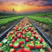 你知道绵阳市哪个区域可以找到很多草莓地吗?