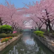 杭州有很多美丽的花园在哪里可以看到最美的樱花盛开?